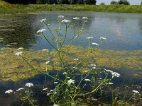 Oenanthe aquatica 18, Watertorkruid, Saxifraga-Ed Stikvoort