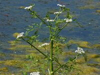 Oenanthe aquatica 19, Watertorkruid, Saxifraga-Ed Stikvoort
