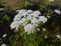 Oenanthe aquatica 20, Watertorkruid, Saxifraga-Ed Stikvoort
