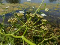 Oenanthe aquatica 21, Watertorkruid, Saxifraga-Ed Stikvoort