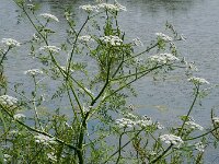 Oenanthe aquatica 22, Watertorkruid, Saxifraga-Ed Stikvoort