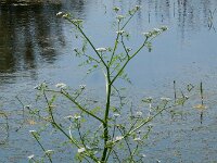 Oenanthe aquatica 23, Watertorkruid, Saxifraga-Ed Stikvoort