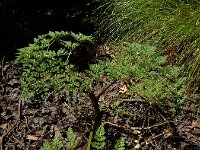 Oenanthe aquatica 25, Watertorkruid, Saxifraga-Ed Stikvoort