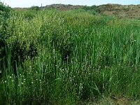 Oenanthe fistulosa 11, Pijptorkruid, Saxifraga-Ed Stikvoort