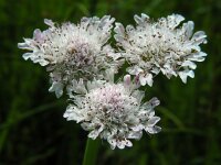 Oenanthe fistulosa 12, Pijptorkruid, Saxifraga-Ed Stikvoort