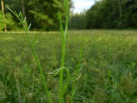 Oenanthe fistulosa 14, Pijptorkruid, Saxifraga-Rutger Barendse