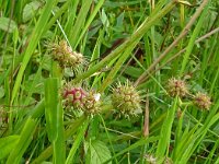 Oenanthe fistulosa 19, Pijptorkruid, Saxifraga-Hans Grotenhuis