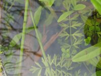 Oenanthe fistulosa 2, Pijptorkruid, Saxifraga-Rutger Barendse