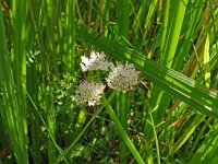 Oenanthe fistulosa 20, Pijptorkruid, Saxifraga-Hans Grotenhuis