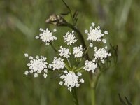 Oenanthe lachenalii 18, Zilt torkruid, Saxifraga-Willem van Kruijsbergen