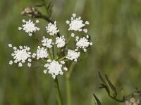 Oenanthe lachenalii 19, Zilt torkruid, Saxifraga-Willem van Kruijsbergen