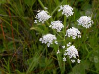 Oenanthe lachenalii 3, Zilt torkruid, Saxifraga-Peter Meininger