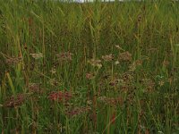 Oenanthe lachenalii 5, Zilt torkruid, Saxifraga-Hans Boll