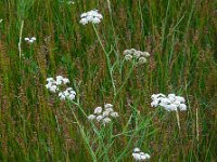 Oenanthe lachenalii 7, Zilt torkruid, Saxifraga-Ed Stikvoort