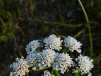 Oenanthe lachenalii 9, Zilt torkruid, Saxifraga-Rutger Barendse