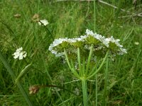 Oenanthe pimpinelloides 7, Beverneltorkruid, Saxifraga-Ed Stikvoort : Beverneltorkruid Groene Weelde Hoofddorp s9900