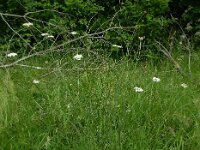 Oenanthe pimpinelloides 9, Beverneltorkruid, Saxifraga-Ed Stikvoort : Beverneltorkruid Groene Weelde Hoofddorp s9900
