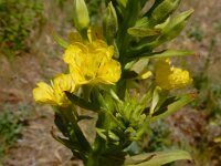Oenothera deflexa 4, Zandteunisbloem, Saxifraga-Ed Stikvoort