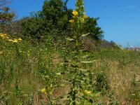 Oenothera deflexa 7, Zandteunisbloem, Saxifraga-Ed Stikvoort