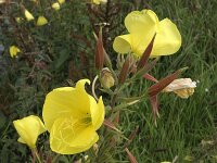 Grote teunisbloem N0381 : Grote teunisbloem, Oenothera erythrosepala