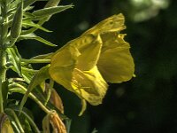 Oenothera glazioviana 14, Grote teunisbloem, Saxifraga-Jan van der Straaten