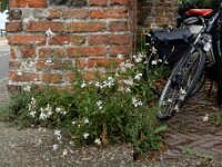 Oenothera lindheimeri