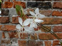 Oenothera lindheimeri 2, Prachtkaars, Saxifraga-Ed Stikvoort : Deventer A900
