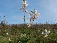Oenothera lindheimeri 3, Prachtkaars, Saxifraga-Ed Stikvoort