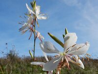 Oenothera lindheimeri 4, Prachtkaars, Saxifraga-Ed Stikvoort
