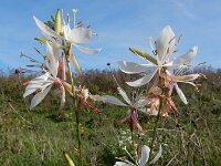 Oenothera lindheimeri 5, Prachtkaars, Saxifraga-Ed Stikvoort