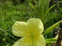 Oenothera oehlkersi 5, Saxifraga-Rutger Barendse