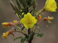 Oenothera perangusta 2, Saxifraga-Peter Meininger