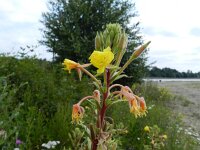 Oenothera perangusta 6, Saxifraga-Rutger Barendse
