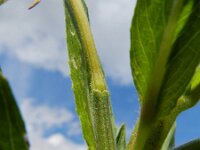 Oenothera pycnocarpa 4, Saxifraga-Rutger Barendse
