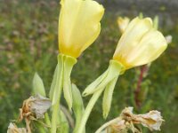 Oenothera rubricaulis 4, Saxifraga-Rutger Barendse