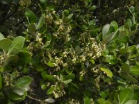 Olearia traversiorum