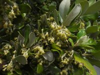 Olearia traversiorum 2, Saxifraga-Ed Stikvoort : Spainish Point