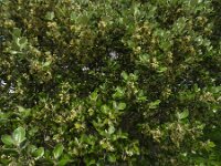 Olearia traversiorum 3, Saxifraga-Ed Stikvoort : Spainish Point