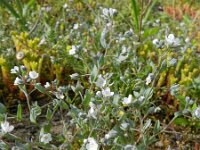 Omphalodes littoralis 4, Saxifraga-Rutger Barendse