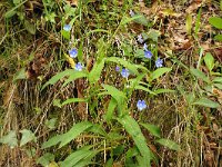 Omphalodes nitida 2, Hans Grotenhuis