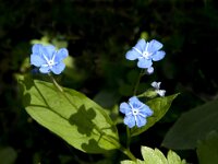 Omphalodes verna 4, Voorjaars-vergeet-mij-nietje, Saxifraga-Jan van der Straaten