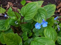 Omphalodes verna 5, Vroeg vergeet-mij-nietje, Saxifraga-Ed Stikvoort