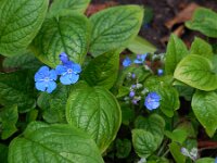 Omphalodes verna 6, Vroeg vergeet-mij-nietje, Saxifraga-Ed Stikvoort