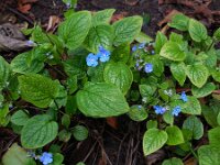 Omphalodes verna 7, Vroeg vergeet-mij-nietje, Saxifraga-Ed Stikvoort