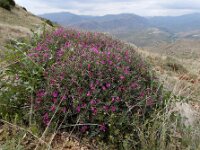 Onobrychis cornuta 3, Saxifraga-Ed Stikvoort : Jerevan - Areni - Noravank A900