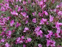 Onobrychis cornuta 4, Saxifraga-Ed Stikvoort : Jerevan - Areni - Noravank A900