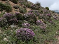 Onobrychis cornuta 5, Saxifraga-Ed Stikvoort : Hermon - Selimpas - Sevanmeer - Dilijan A900