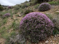 Onobrychis cornuta 6, Saxifraga-Ed Stikvoort : Hermon - Selimpas - Sevanmeer - Dilijan A900