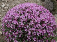 Onobrychis cornuta 7, Saxifraga-Ed Stikvoort : Hermon - Selimpas - Sevanmeer - Dilijan A900