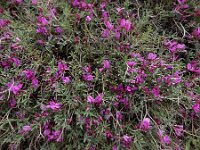 Onobrychis cornuta 8, Saxifraga-Ed Stikvoort : Jerevan - Areni - Noravank A900